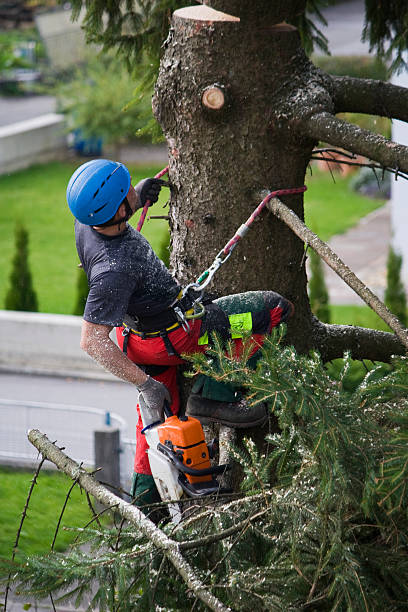 How Our Tree Care Process Works  in  New Baltimore, OH